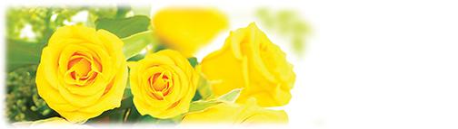 Yellow Flowers